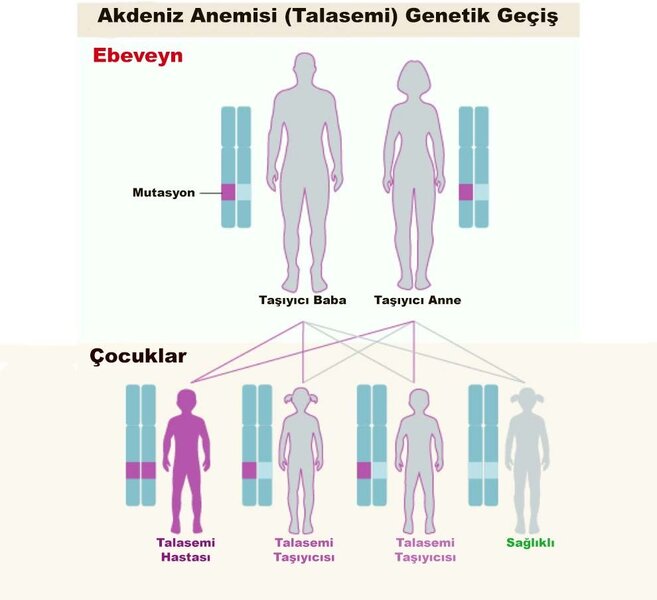 Talassemiya daşıyıcılığı nədir?