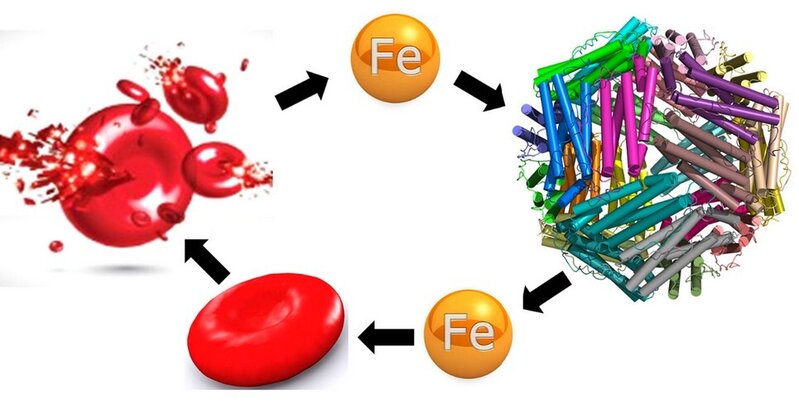 Qanda ferritin nədir?