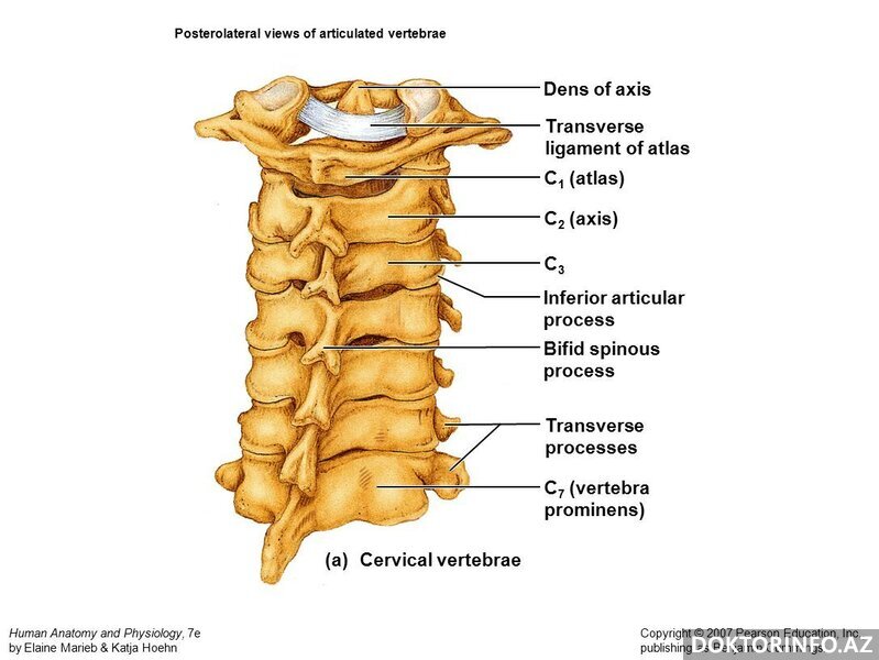 Servikal Vertebra xəstəlikləri nələrdir?