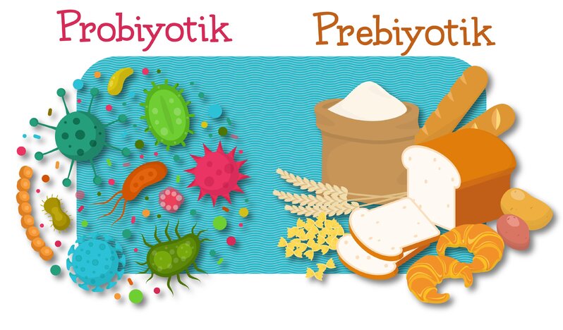 Probiotik nədir?