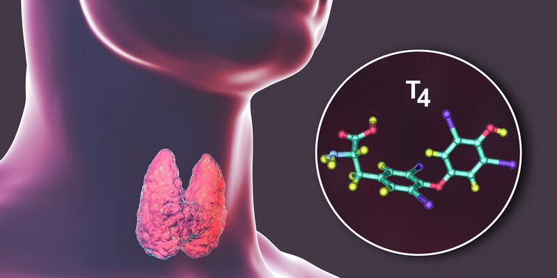 Tiroid hormonunun yüksək və aşağı olması